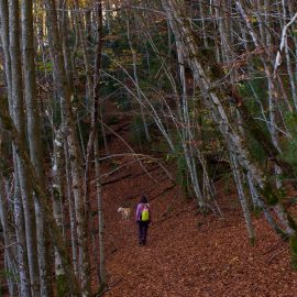 Pardina del Señor TREKKING hayedo