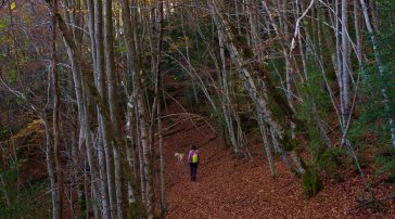 Bosque de la Pardina del Señor TREKKING entre hayas y bojes